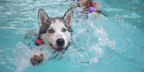 can pool water kill a dog