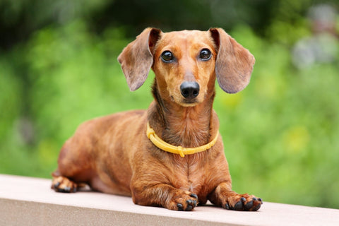 What energy level does a dachshund have?