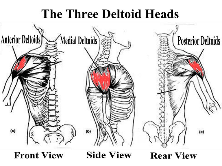 Deltoid heads shoulder workout