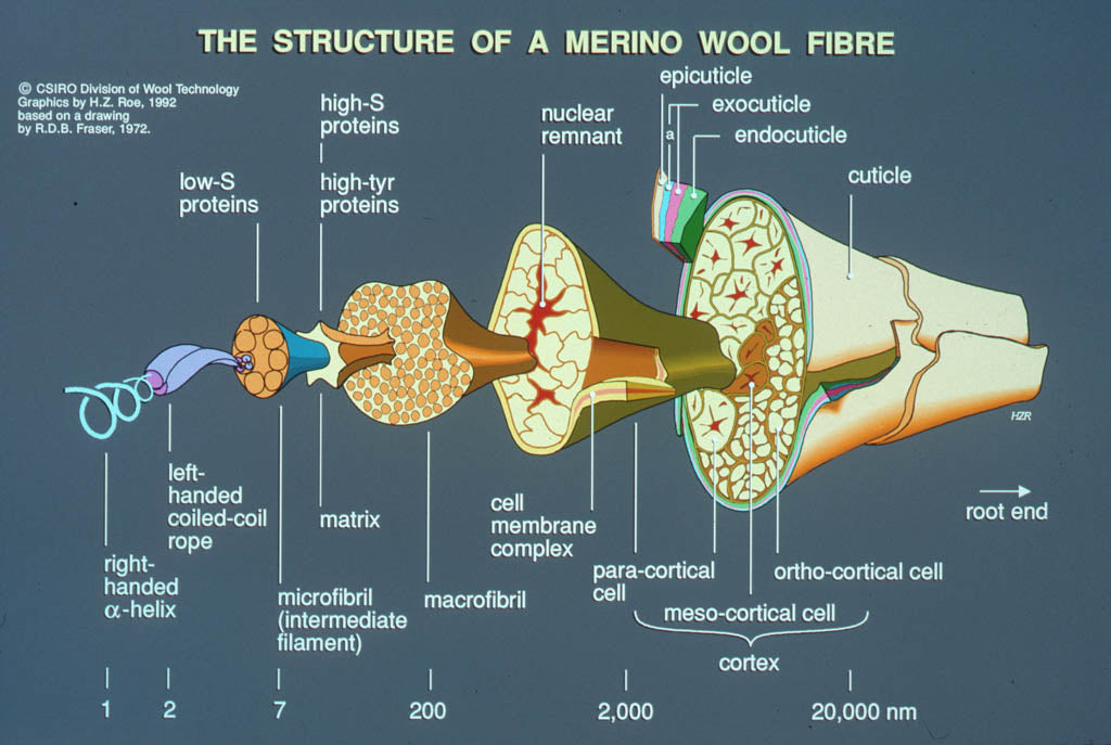 Wool fibre in exploded view