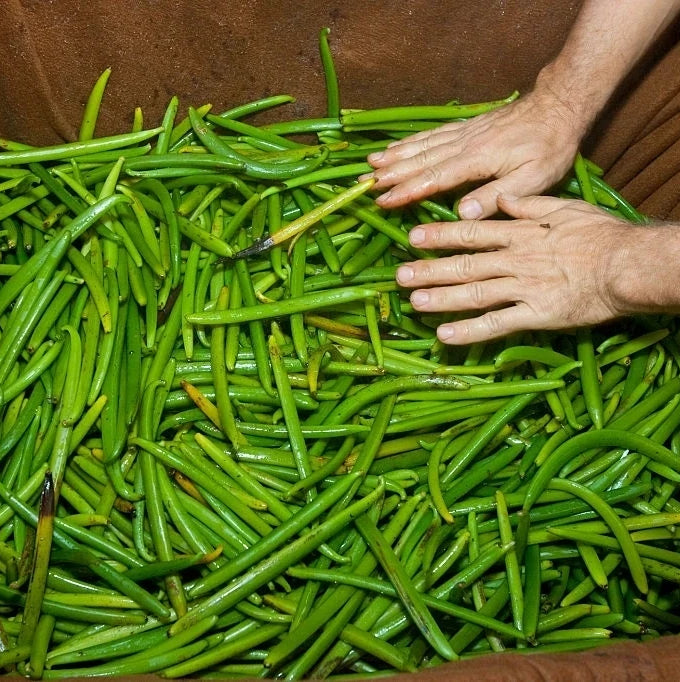 Harvested Java Sisters Vanilla is ready for curing process1