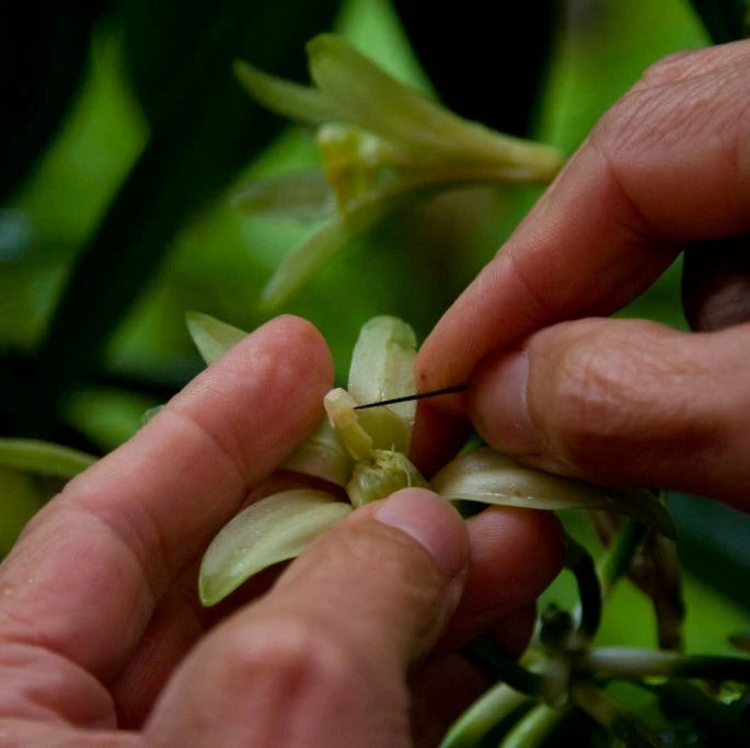 Java Sisters Vanilla hand-pollination