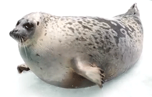 Cute Seal Gif Stuffed Seal
