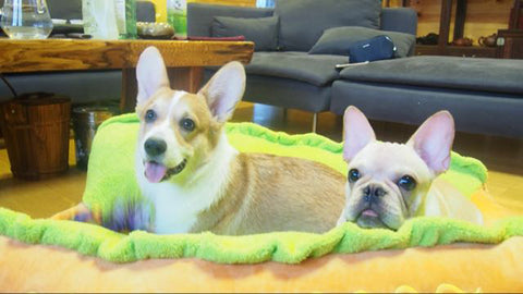 Two Dogs in a Hotdog Bed