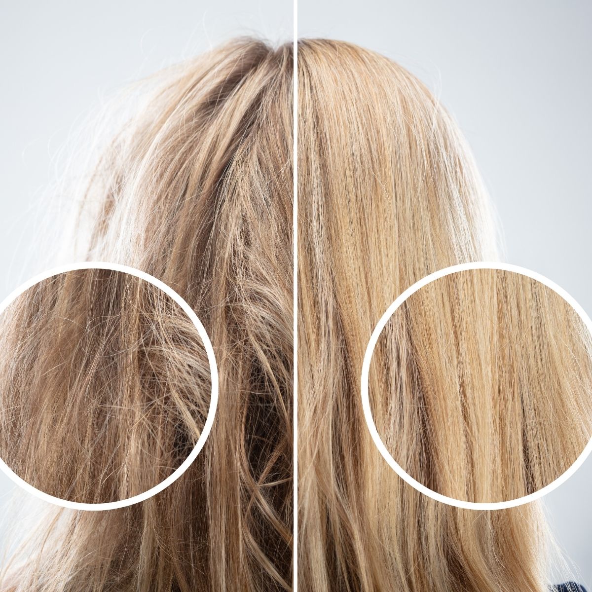 A closeup of damaged hair from regular scissors Vs. healthy hair from haircutting shears