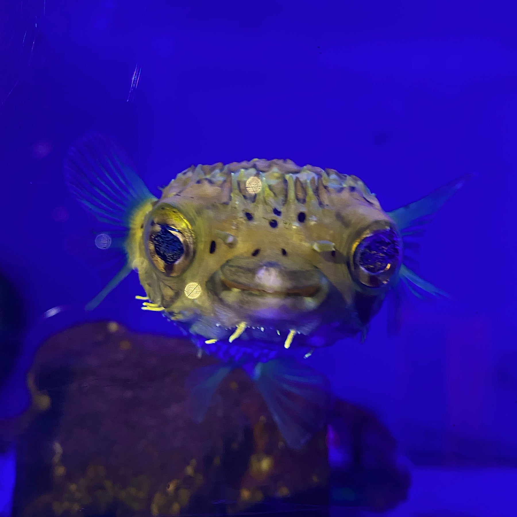 puffer fish for sale