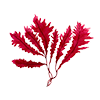 RED ALGAE EXTRACT