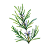 ROSEMARY EXTRACT