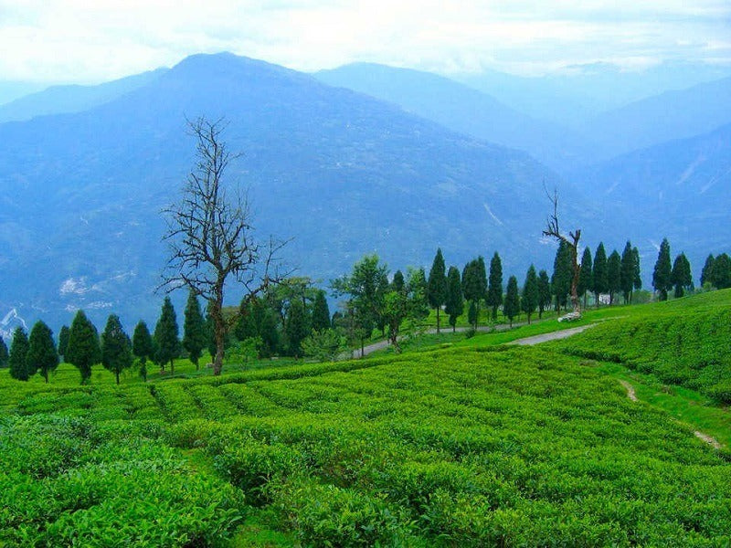 Temi Tea Estate, Sikkim