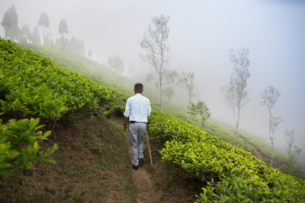 Sourenee Tea Estate, Darjeeling