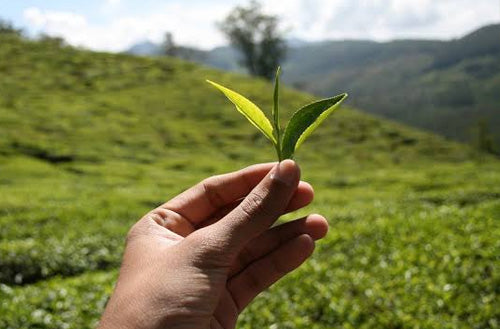 Darjeeling garden grande2