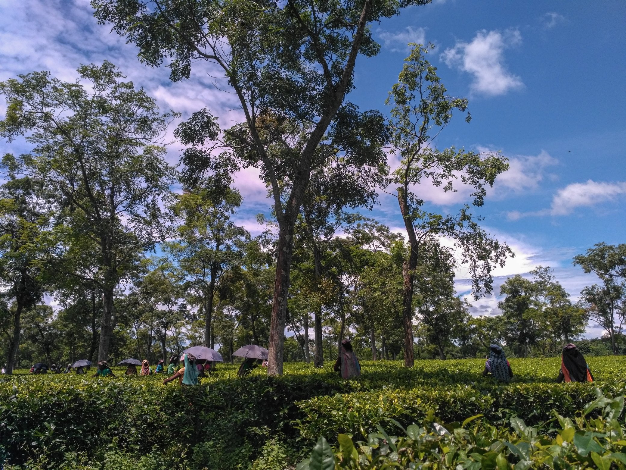 Sapoi Tea Estate, Assam