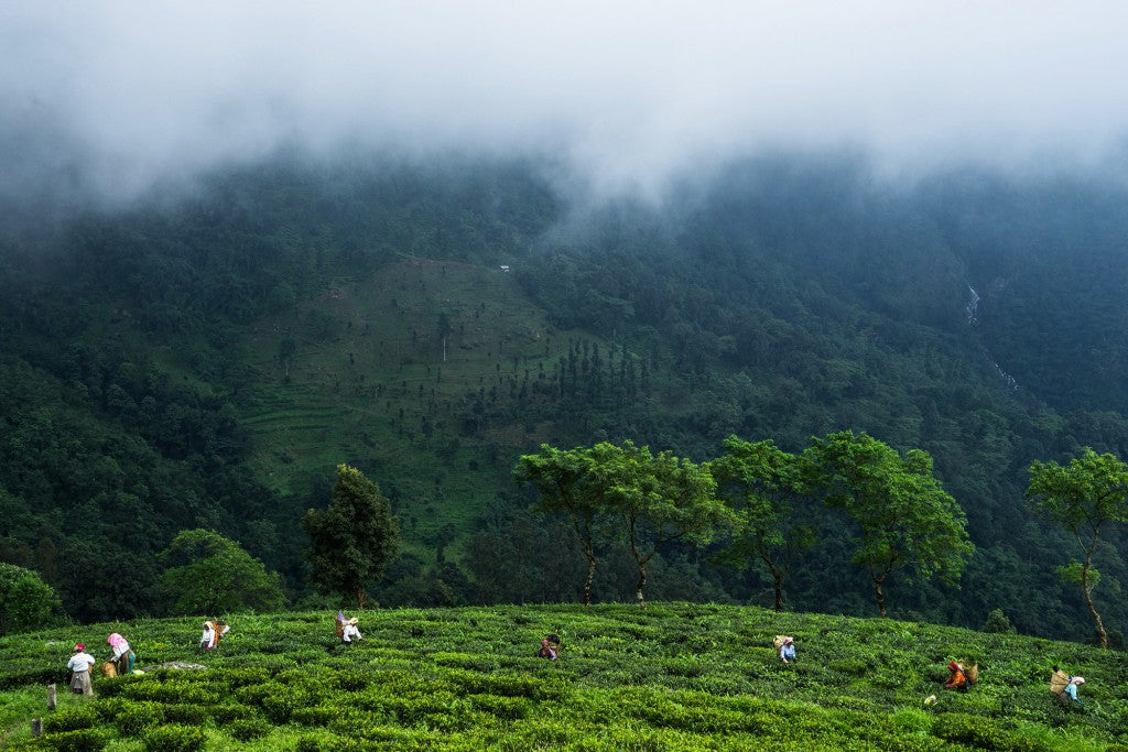 Makaibari Tea Estate, Darjeeling