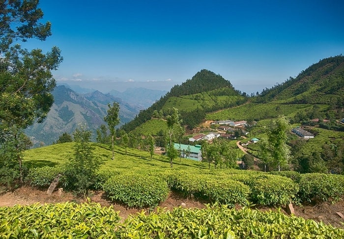 Chamong Tea Estate, Darjeeling