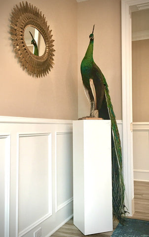 Peacock on white rectangular pedestal