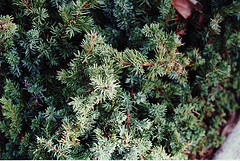 Juniperus Conferta "Blue Pacific"