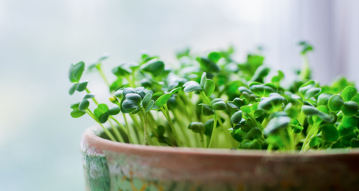 microgreens