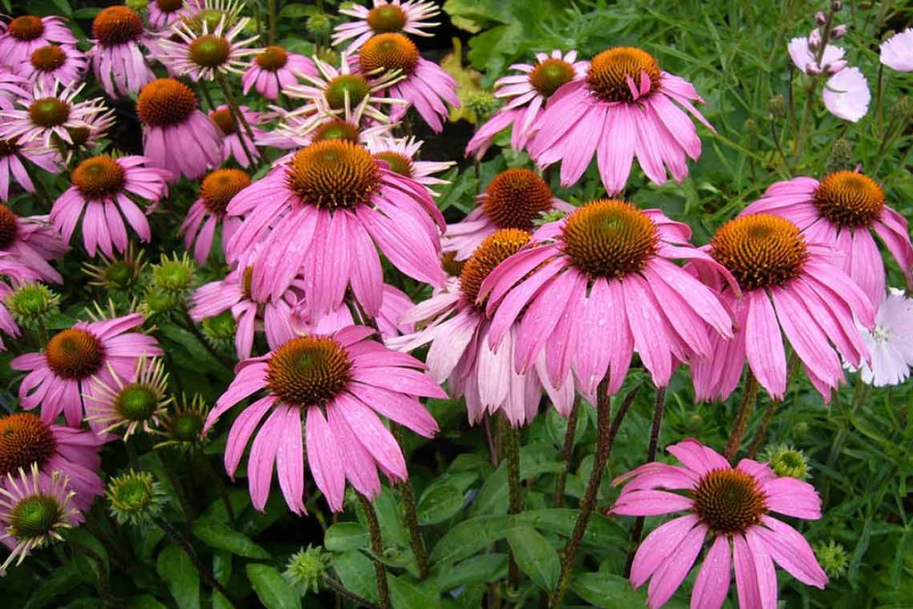 purple coneflower sprouts