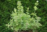 Origanum vulgare ssp. hirtum, Origanum, Greek Seeds