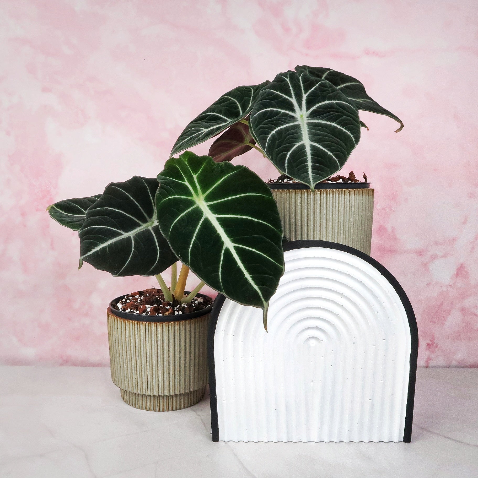 Alocasia Black Velvet Hamburgplanten