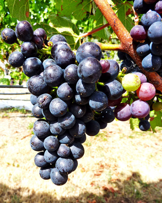 A bunch of pinot noir at green harvest. The unripe shoulder on the right side of the bunch will be cut off.