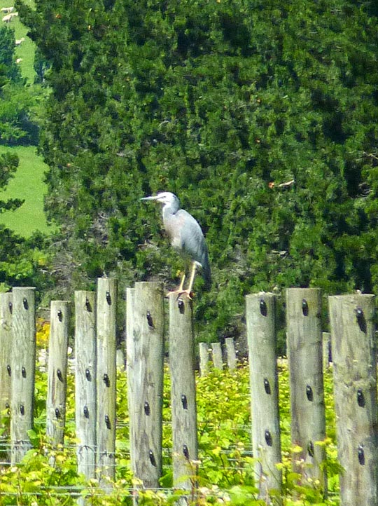 A white faced heron in the Pegasus Bay vineyard