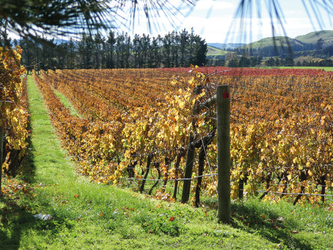 Autumn colours in Pegasus Bay vineyard