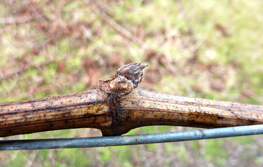 Frost is a friend to the winter bud.