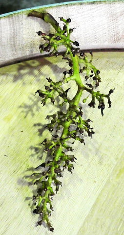 A pinot noir grappe or bunch stem after the bunch has been put through a dégrapper