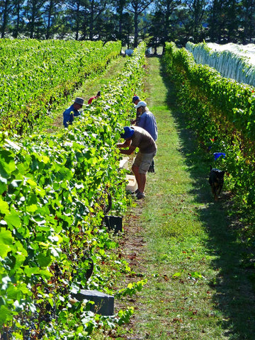 Picking Chardonnay in the Terrace Block at Pegasus Bay Vineyard