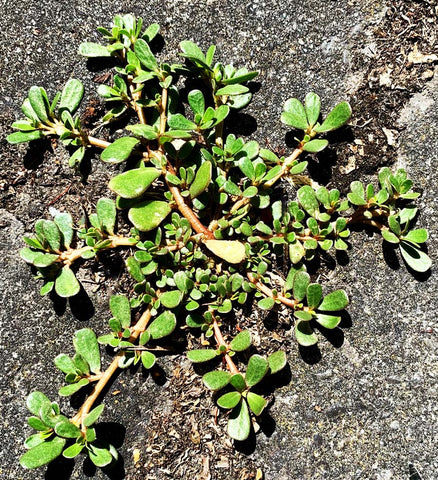 Wild pourpier/purslane is a commonly overlooked edible plant.