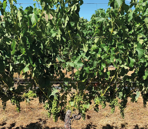 Merlot vine after leaf plucking by sheep