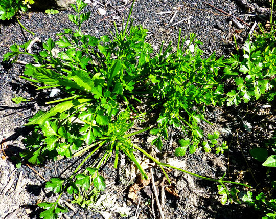 Recovering parsley plant after the mouton attack.