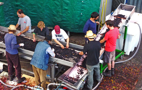 Working on the sorting table and conveyor belt.