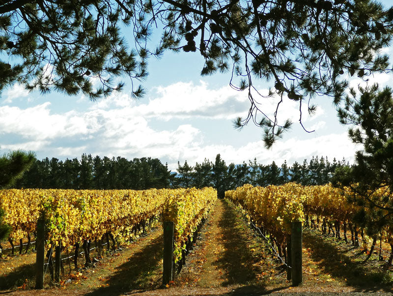 The gold of autumn at Pegasus Bay