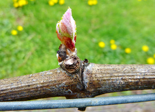 Frost is a foe when the bud’s new leaves appear in spring.