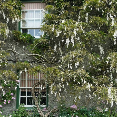 The front of Beatrix Potter's house at Hill Top, covered in wisteria and striped red and white shades drawn halfway in the windows