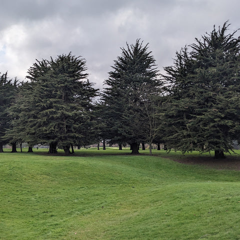 Balmoral-Golf-Club-treeline-looking-out-from-clubhouse-entrance