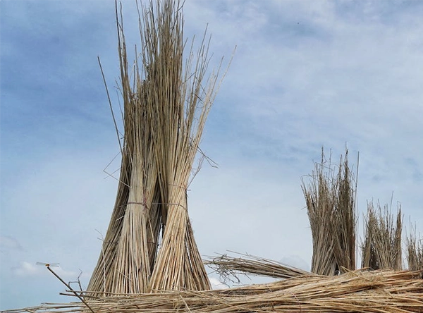 Natural white jute plant