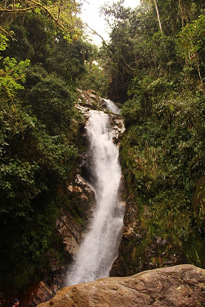 Green forest