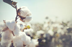 a field of organic cotton growing