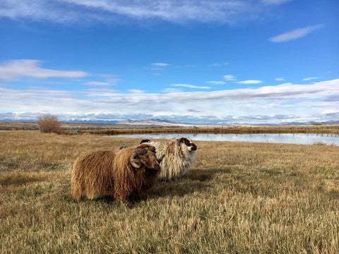 Copia Cove Icelandic Sheep Ranch