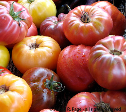 Tomato: Heirloom Slicer Mix — Heritage Meadows Farm LLC