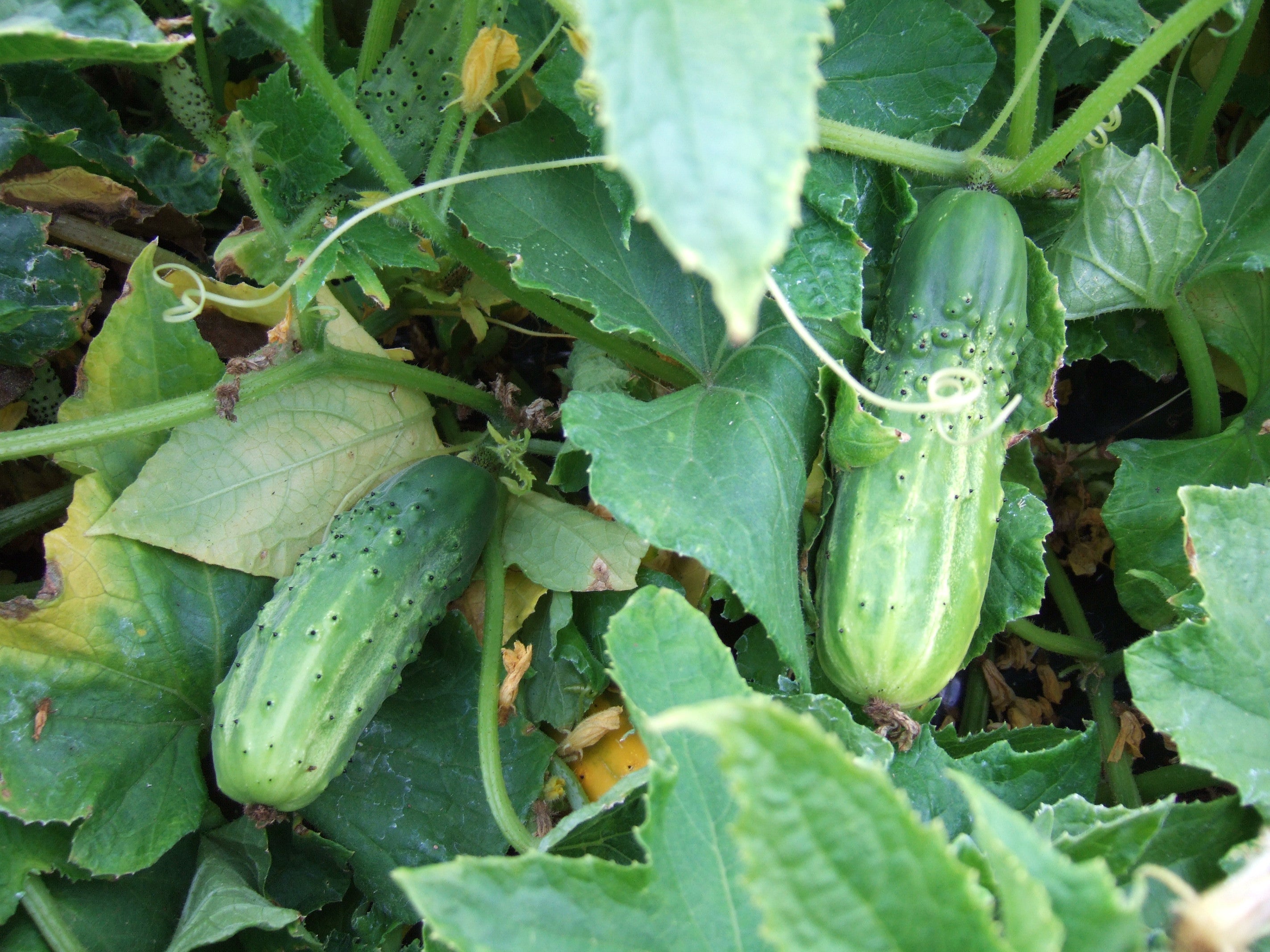 Bushy Cucumber