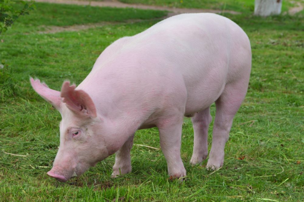 Pig-Breeds-in-Focus-British-Large-White Chestnut Mill