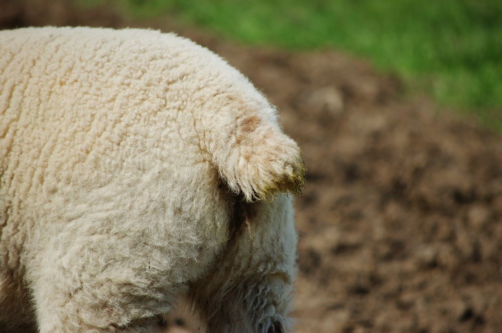 Understand-the-Basics-of-Tail-Docking-for-Lambs Chestnut Mill