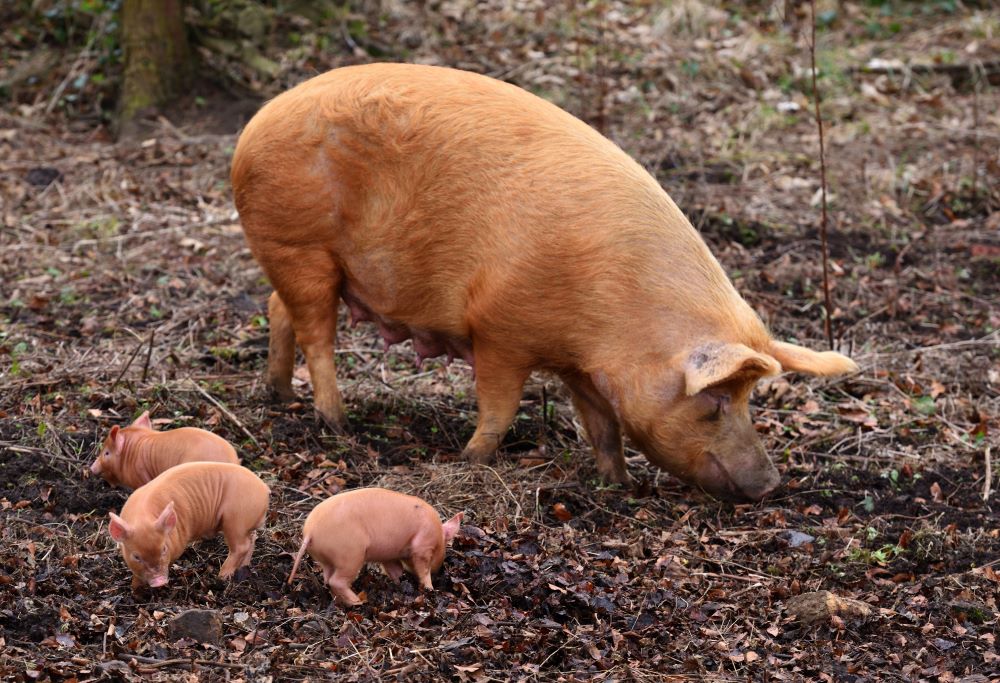 Pig-Breeds-in-Focus-Tamworth Chestnut Mill