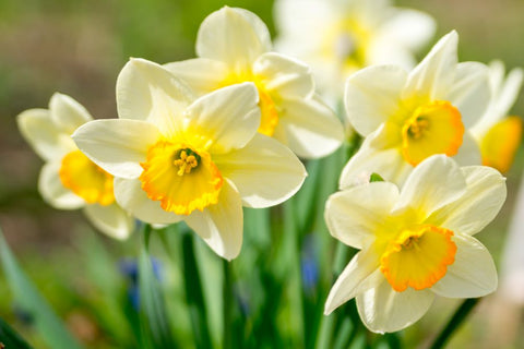 Spring Daffodils