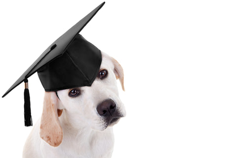 puppy graduating from training