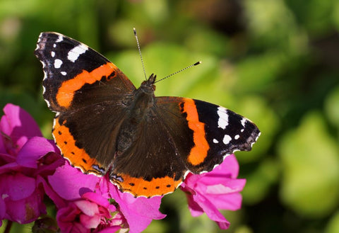 Red Admiral Butterfly